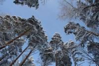 зимний лес